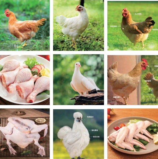 中國500強(qiáng)標(biāo)桿企業(yè)：溫氏食品集團(tuán)股份有限公司攜實(shí)力產(chǎn)品震撼亮相2024中食展?廣州！
